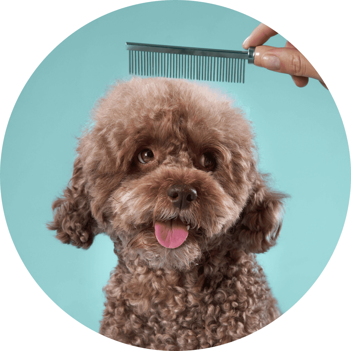 dog with comb