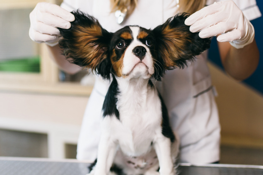 Animal Care Center & Pet House Suites Animal Care Center & Pet House Suites